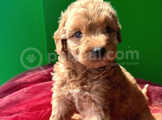 A Kali̇te Kahverengi̇ Anti̇alerji̇k  Maltipoo Yavrular