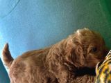 A Kali̇te Kahverengi̇ Anti̇alerji̇k  Maltipoo Yavrular