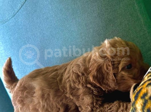A Kali̇te Kahverengi̇ Anti̇alerji̇k  Maltipoo Yavrular görsel