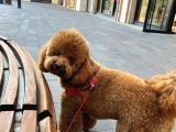 A Kali̇te Kahverengi̇ Anti̇alerji̇k  Maltipoo Yavrular