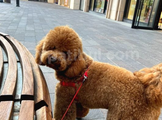 A Kali̇te Kahverengi̇ Anti̇alerji̇k  Maltipoo Yavrular görsel