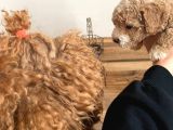 A Kali̇te Kahverengi̇ Anti̇alerji̇k  Maltipoo Yavrular