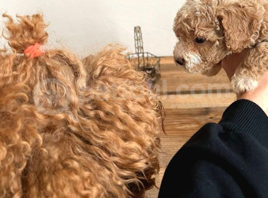 A Kali̇te Kahverengi̇ Anti̇alerji̇k  Maltipoo Yavrular görsel