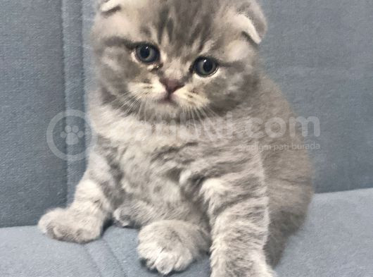Scottish Fold Kedilerimiz  Yuvasını Arıyor