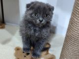 Scottish Fold Bebek