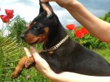 Estetikli Doberman Yavrular