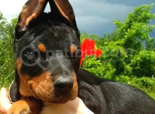 Estetikli Doberman Yavrular görsel