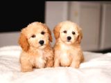Kahve Tonlu Puppy Kıvırcık Tüylü Malti̇po Ci̇nsi̇ Yavrular