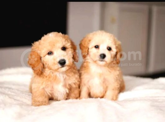 Kahve Tonlu Puppy Kıvırcık Tüylü Malti̇po Ci̇nsi̇ Yavrular görsel