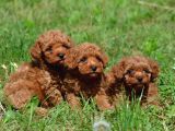 Her Renkten Toy Poodle Bebekler Uygun Garantili
