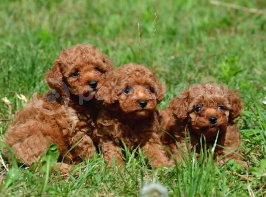 Her Renkten Toy Poodle Bebekler Uygun Garantili görsel