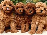 Her Renkten Toy Poodle Bebekler Uygun Garantili