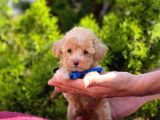 Kahve tonlu mini boy puppy sevimli yavrular MALTİPO CİNSİ