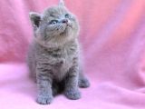 Yuvarlak Kafa Gri British Shorthair