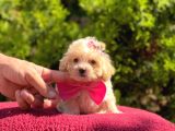 Kahve Tonlu Mini Boy Puppy Sevimli Yavrular Malti̇po Ci̇nsi̇