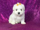 Maltesse Terrier Cinsi Mini Boy Puppy Kar Beyaz 
