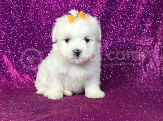 Maltesse Terrier Cinsi Mini Boy Puppy Kar Beyaz  görsel