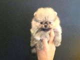 Ayı Suratlı Pomerri̇an Boo Yavrumuz