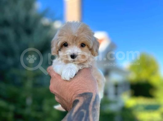 Maltipo Cinsi Yavrular 0 Numara