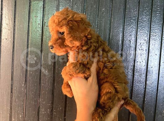 Toy Boy Dark Renk Anne Yanından Safkan Poodle Miniğim görsel