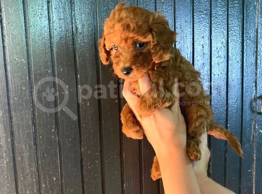 Toy Boy Dark Renk Anne Yanından Safkan Poodle Miniğim