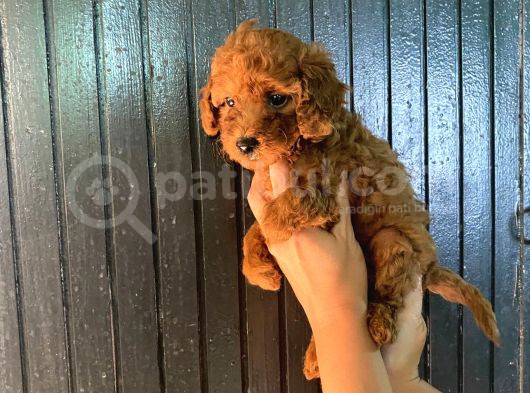 Toy Boy Dark Renk Anne Yanından Safkan Poodle Miniğim görsel