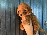 Toy Boy Dark Renk Anne Yanından Safkan Poodle Miniğim