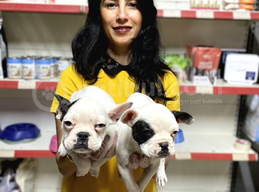 French Buldog Yavrularım Sağlık Ve Irk Garantilid görsel