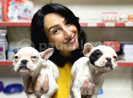 French Buldog Yavrularım Sağlık Ve Irk Garantilid görsel