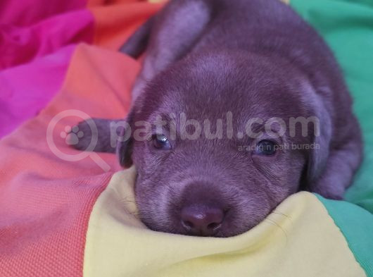 Annesi̇ni̇n Tek Ve Orji̇nal Labrador Yavrusu görsel