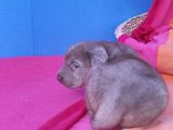 Annesi̇ni̇n Tek Ve Orji̇nal Labrador Yavrusu