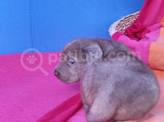 Annesi̇ni̇n Tek Ve Orji̇nal Labrador Yavrusu görsel