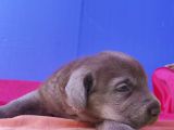 Annesi̇ni̇n Tek Ve Orji̇nal Labrador Yavrusu