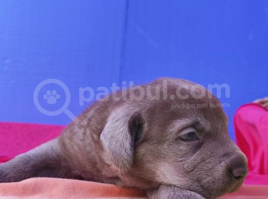 Annesi̇ni̇n Tek Ve Orji̇nal Labrador Yavrusu görsel