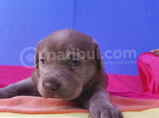 Annesi̇ni̇n Tek Ve Orji̇nal Labrador Yavrusu