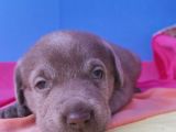 Annesi̇ni̇n Tek Ve Orji̇nal Labrador Yavrusu