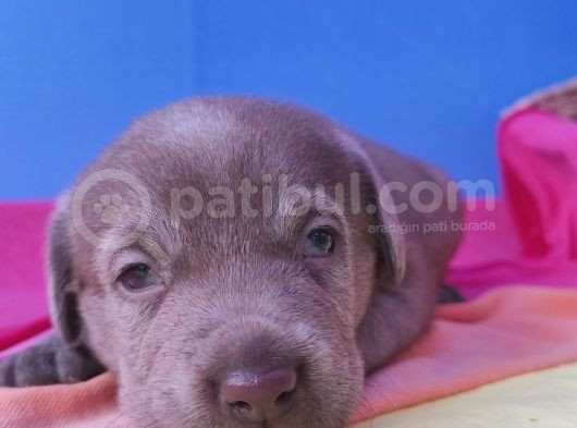 Annesi̇ni̇n Tek Ve Orji̇nal Labrador Yavrusu görsel