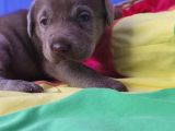 Annesi̇ni̇n Tek Ve Orji̇nal Labrador Yavrusu