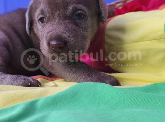 Annesi̇ni̇n Tek Ve Orji̇nal Labrador Yavrusu görsel