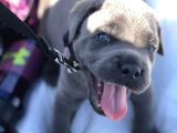 Harika Cane Corso Yavrular Isteğe Özel Estetik
