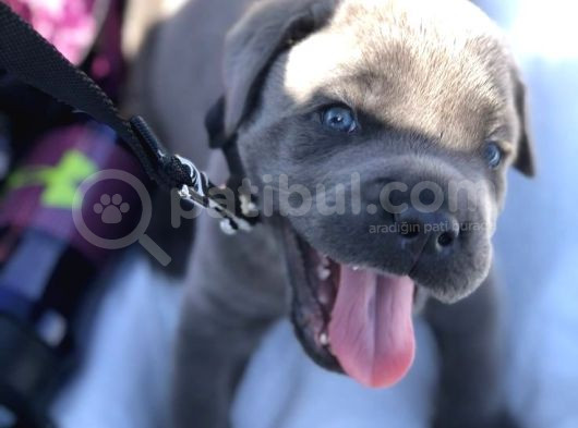 Harika Cane Corso Yavrular Isteğe Özel Estetik görsel