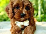 Kahve Tonlu Mini Boy Puppy Sevimli Yavrular Malti̇po Ci̇nsi̇