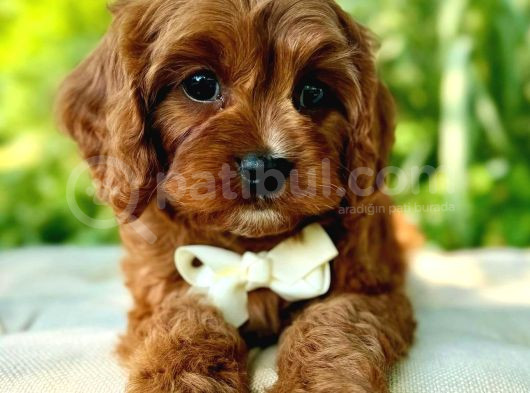 Kahve Tonlu Mini Boy Puppy Sevimli Yavrular Malti̇po Ci̇nsi̇ görsel