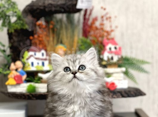 Irkinin En İyi̇si̇ Brti̇sh Longhai̇r Tesli̇me Hazir Yavru görsel