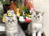 SAFKAN TESLİME HAZIR SİLVER BRİTİSH SHORTHAİR YAVRULAR