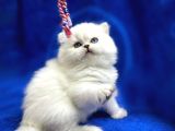 İpek Tüylü NS1133 British Longhair