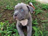 Harika Cane Corso Yavrular Isteğe Özel Estetik
