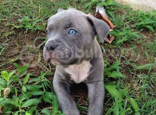 Harika Cane Corso Yavrular Isteğe Özel Estetik görsel