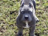 Harika Cane Corso Yavrular Isteğe Özel Estetik