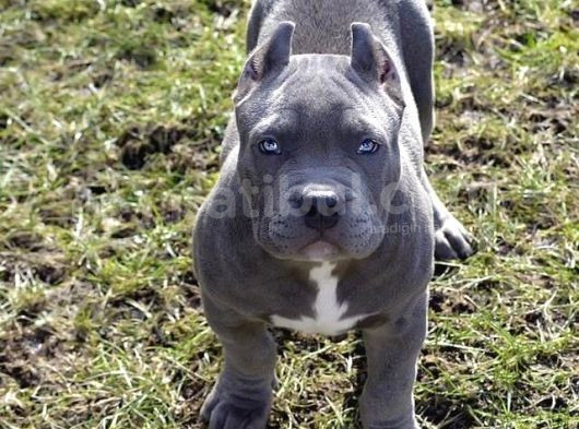 Harika Cane Corso Yavrular Isteğe Özel Estetik görsel